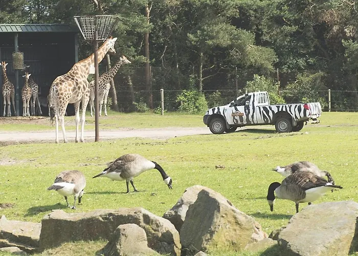 Marvilla Parks - Roan